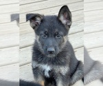 Small #19 German Shepherd Dog