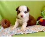 Small Photo #6 Miniature Australian Shepherd Puppy For Sale in BOUSE, AZ, USA