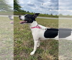 Small #1 Rat Terrier Mix