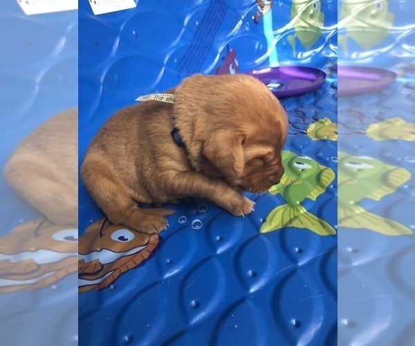 Medium Photo #3 Labrador Retriever Puppy For Sale in EMPORIA, KS, USA