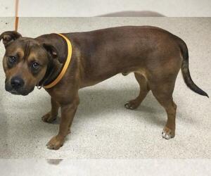 American Pit Bull Terrier-German Shepherd Dog Mix Dogs for adoption in Riverside, CA, USA