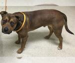 Small American Pit Bull Terrier-German Shepherd Dog Mix