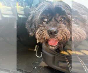 Shih Tzu Dogs for adoption in Pompano Beach , FL, USA