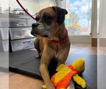 Small #2 Boxer