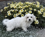 Candy - Female Coton de Tulear Puppy for Sale - Photo #5