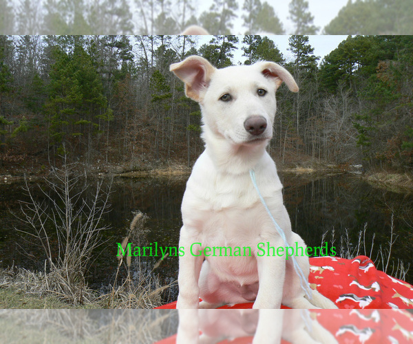 Medium Photo #1 German Shepherd Dog Puppy For Sale in PIEDMONT, MO, USA