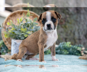 Medium Boxer