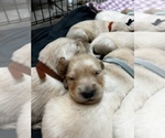 Small Photo #4 Golden Retriever Puppy For Sale in BLUE RIDGE, GA, USA