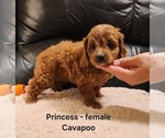 Small #3 Cavapoo (Miniature)