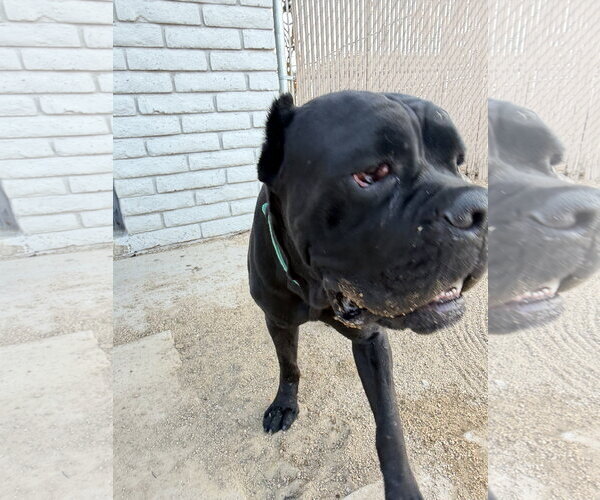 Medium Photo #2 Mutt Puppy For Sale in Goodyear, AZ, USA
