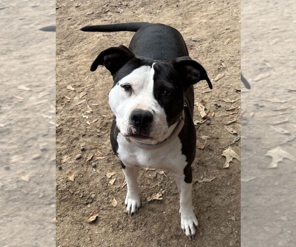 Medium Photo #2 American Staffordshire Terrier-Unknown Mix Puppy For Sale in Boston, MA, USA
