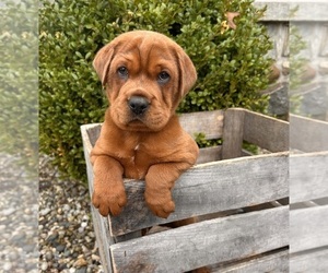 Cocker-Pei Puppy for sale in MIDDLEBURY, IN, USA