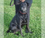 Small #1 Mutt