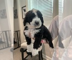 Puppy Green boy Bernedoodle