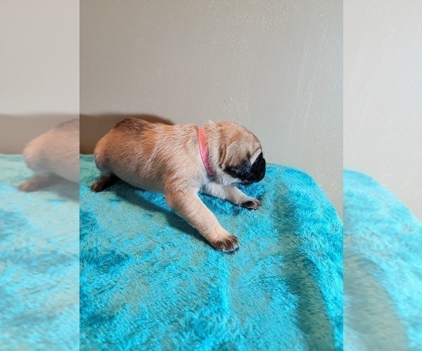 Medium Photo #4 Cane Corso Puppy For Sale in BUNCH, OK, USA