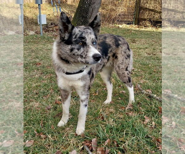 Medium Photo #3 Australian Shepherd-German Shepherd Dog Mix Puppy For Sale in Aurora, IN, USA