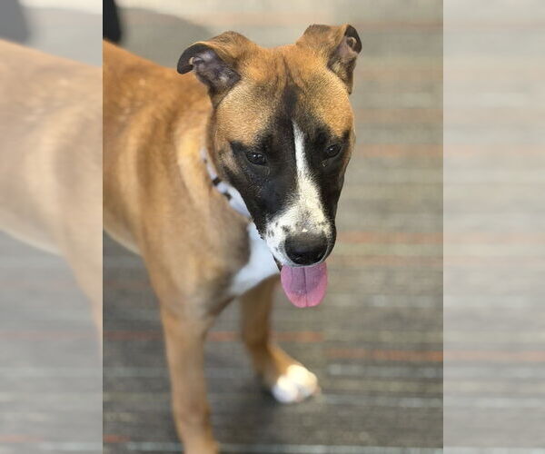 Medium Photo #7 Boxer-Unknown Mix Puppy For Sale in Mooresville, NC, USA