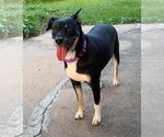 Small Labrador Retriever Mix