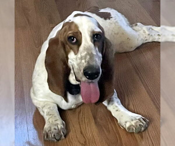 Medium Photo #1 Basset Hound Puppy For Sale in Deepwater, NJ, USA