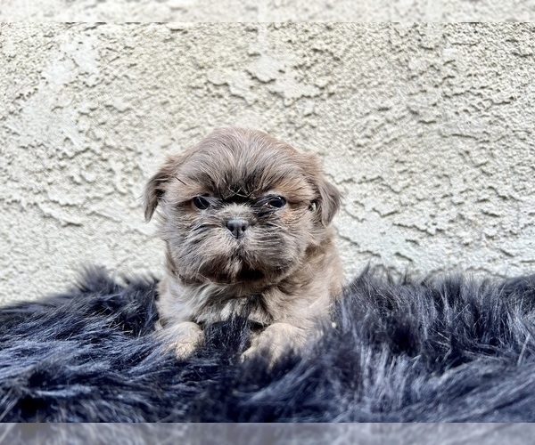 Medium Photo #13 Shih Tzu Puppy For Sale in HAYWARD, CA, USA
