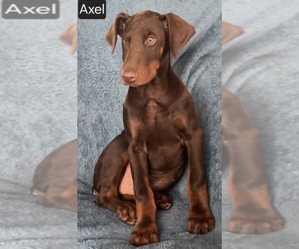 Medium Photo #7 Doberman Pinscher Puppy For Sale in POMEROY, OH, USA