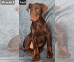 Small #6 Doberman Pinscher