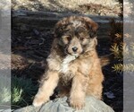 Small Photo #3 Aussiedoodle Miniature  Puppy For Sale in MENDON, MI, USA
