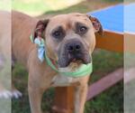 Small American Staffordshire Terrier