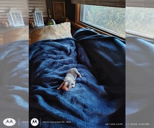 Medium Boston Terrier