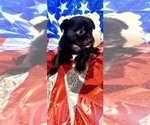 Small Photo #6 Yorkshire Terrier Puppy For Sale in AKRON, OH, USA