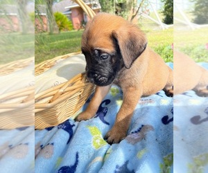 Mastiff Puppy for sale in GULF BREEZE, FL, USA