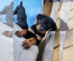 Small Photo #24 Rottweiler Puppy For Sale in DES MOINES, IA, USA