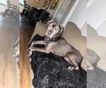 Dexter - Male American Pit Bull Terrier-Labrador Retriever Mix Dog for Adoption - Small photo