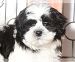 Small #3 Shih Tzu
