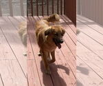 Small #5 Golden Retriever Mix