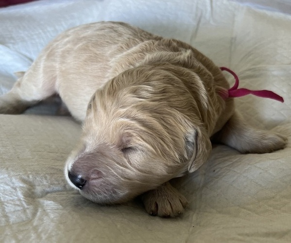 Medium Photo #2 Goldendoodle Puppy For Sale in PHOENIX, AZ, USA