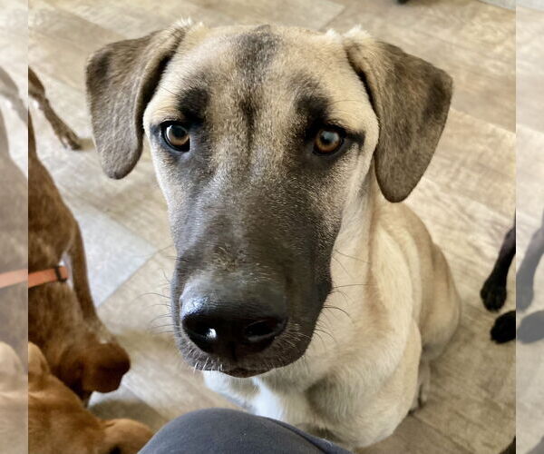Medium Photo #3 Mutt Puppy For Sale in San Diego, CA, USA