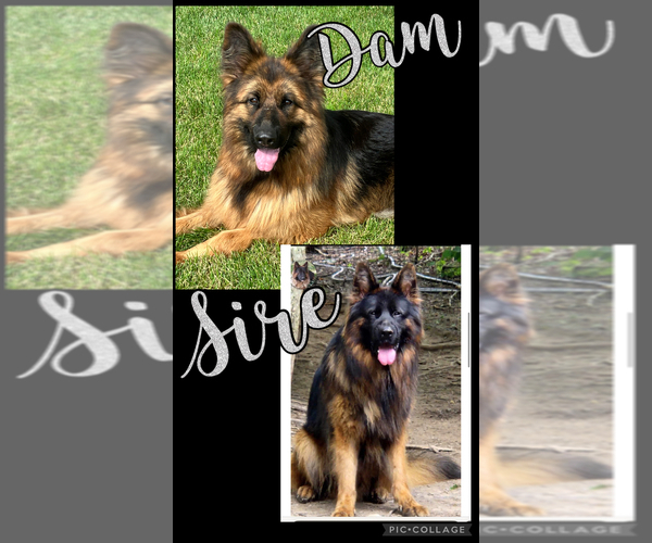 Medium Photo #1 German Shepherd Dog Puppy For Sale in WALLA WALLA, WA, USA