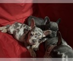 Small Photo #1 French Bulldog Puppy For Sale in MIRA LOMA, CA, USA