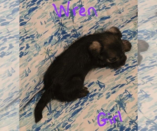 Medium Photo #15 Chizer Puppy For Sale in MONTEZUMA, GA, USA