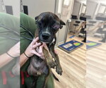 Small #2 Boston Terrier Mix