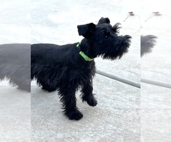 Medium Photo #2 Schnauzer (Miniature) Puppy For Sale in SOMERVILLE, AL, USA