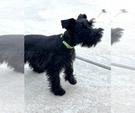 Small #1 Schnauzer (Miniature)