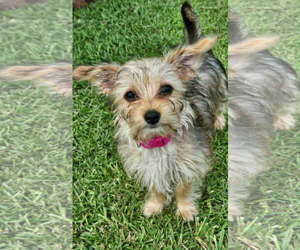 Medium Photo #1 Mutt Puppy For Sale in Holly Springs, NC, USA