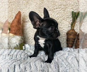 French Bulldog Puppy for sale in GREENVILLE, TX, USA