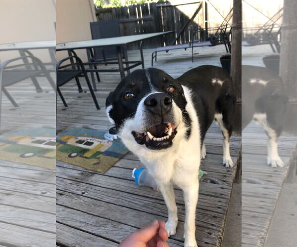 Medium Photo #4 Mutt Puppy For Sale in Fort Collins, CO, USA