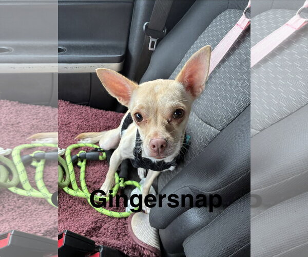 Medium Photo #1 Chihuahua-Unknown Mix Puppy For Sale in Topeka, KS, USA