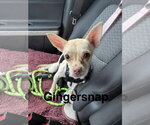 Gingersnap - Female Chihuahua-Unknown Mix Dog for Adoption - Small photo