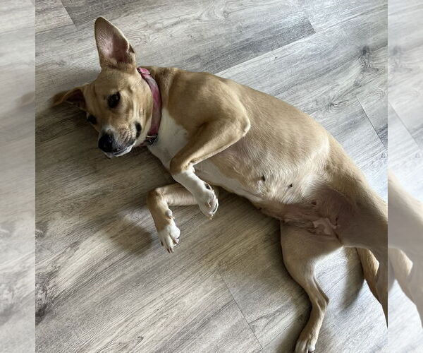 Medium Photo #26 American Pit Bull Terrier-Unknown Mix Puppy For Sale in Fargo, ND, USA