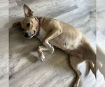 Small #25 American Pit Bull Terrier Mix